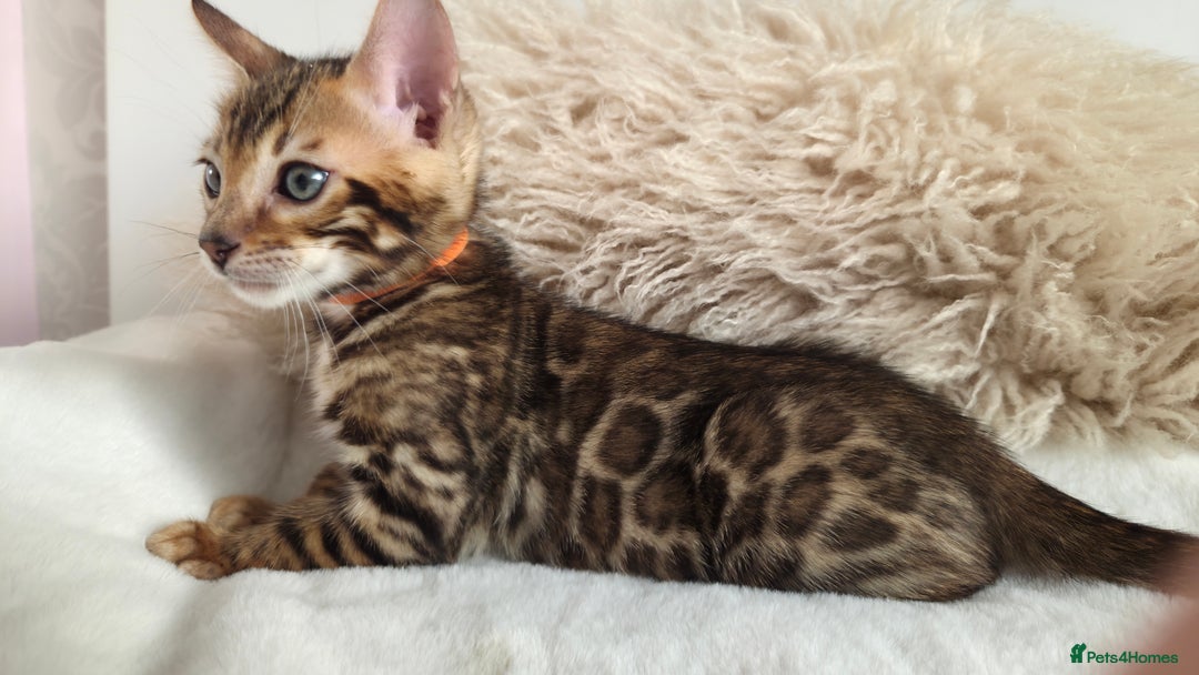 Bengal cats for sale: ✨ Bengal TICA Registered kittens Available ✨🐱 - Image 18
