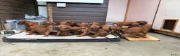 Rhodesian Ridgeback dogs for sale: Rhodesian Ridgeback Puppies - Advert 4