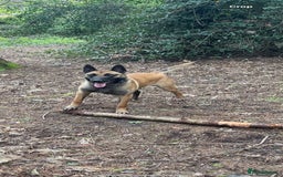 Belgian Shepherd Dog dogs for sale: Stunning Litter working line Belgian Malinois pups - Image 1