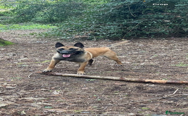 Belgian Shepherd Dog dogs - Advert 12