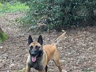 Belgian Shepherd Dog dogs - Advert 2