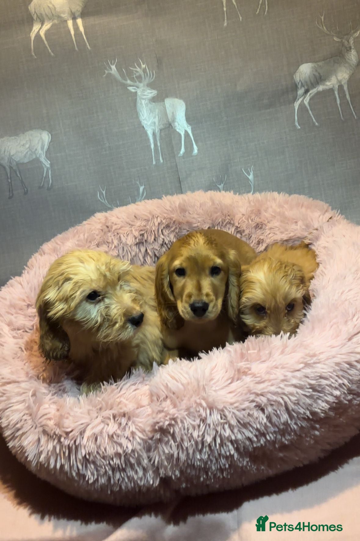 Cockapoo dogs Cockapoo puppies for sale  - Advert 1