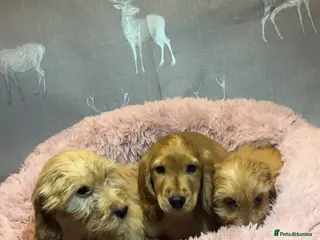 Cockapoo dogs Cockapoo puppies for sale - Advert 1