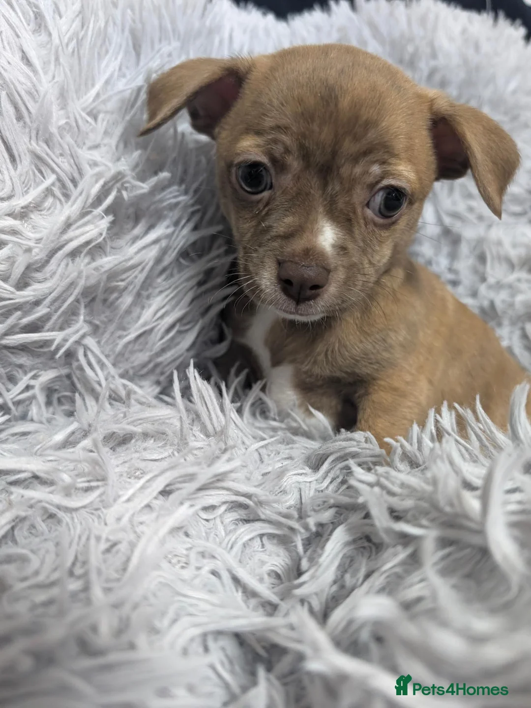 Chihuahua dogs for sale: Beautiful Chihuahua Puppies – 3 Girls & 1 Boy - Advert 1