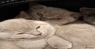 British Shorthair cats - Advert 6
