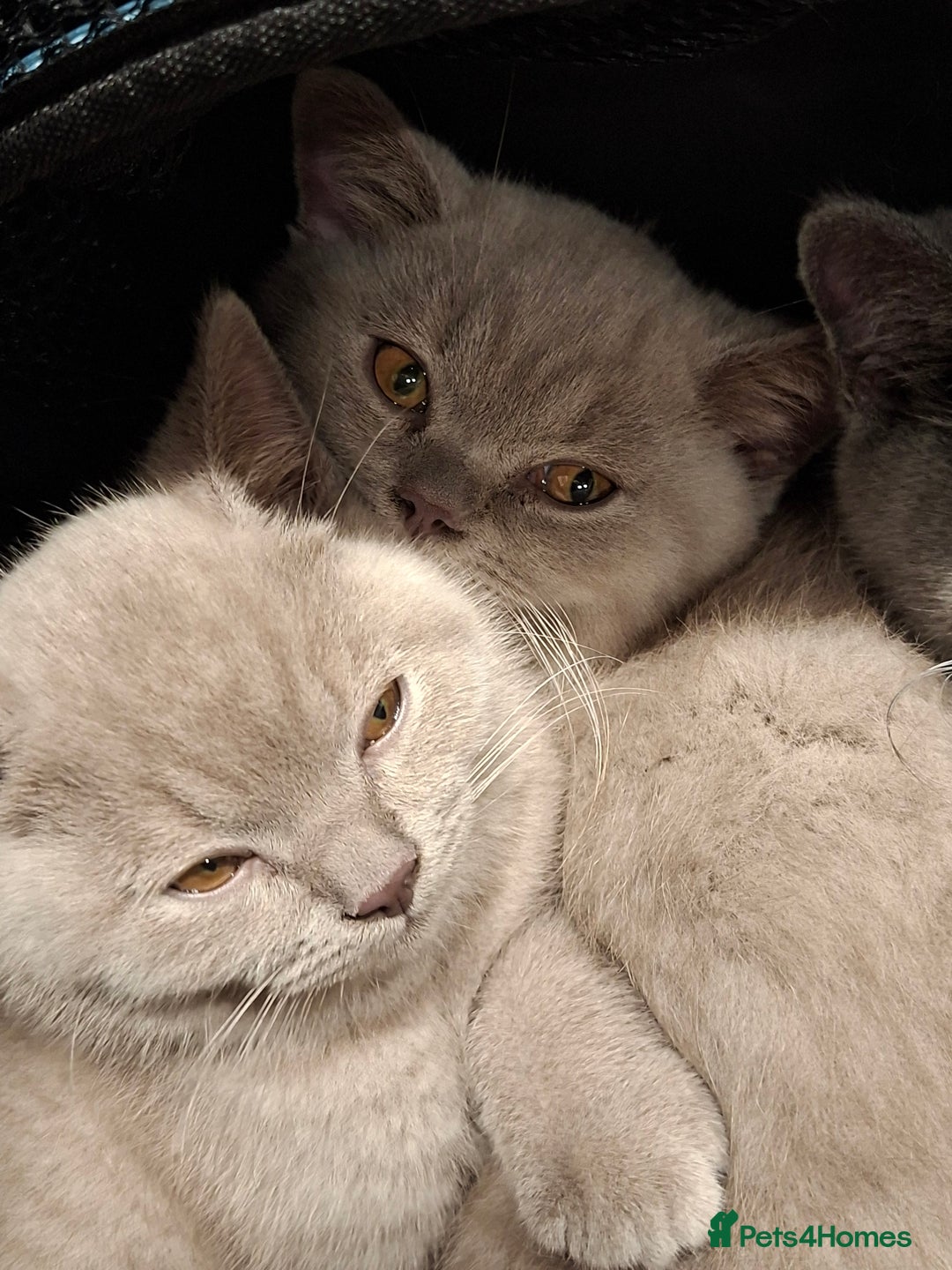 British Shorthair cats for sale: British Blue Short-hair 4 kittens for sale  - Image 2