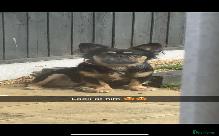 French Bulldog dogs Fluffy Frenchie stud  - Advert 4