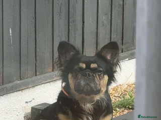 French Bulldog dogs Fluffy Frenchie stud - Advert 5