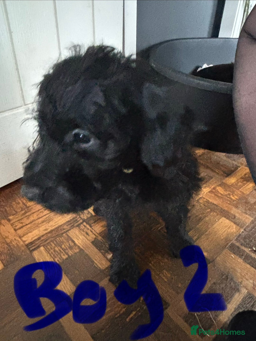 Mixed Breed dogs for sale: 1 Girl and 2 Boys mini labradoodles puppy’s left - Advert 20