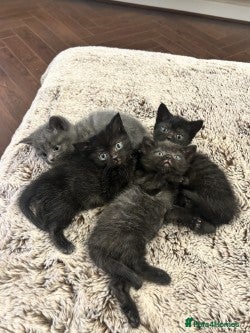 Mixed Breed cats Gorgeous Kittens Ready for Their New Homes - Advert 2
