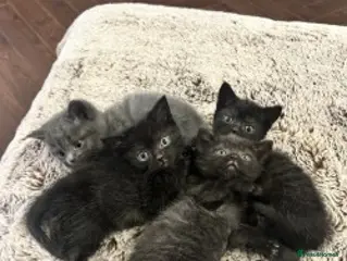 Mixed Breed cats Gorgeous Kittens Ready for Their New Homes - Advert 2