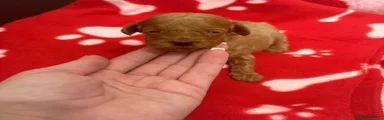 Miniature Poodle 2