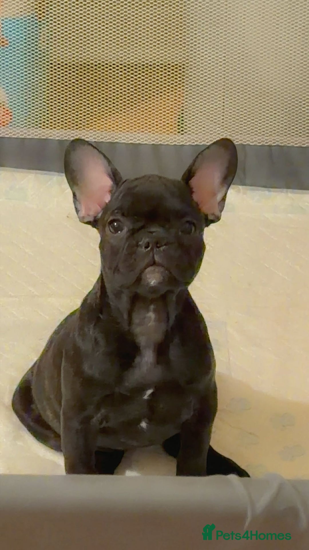 French Bulldog dogs for sale: French puppies  - Advert 3