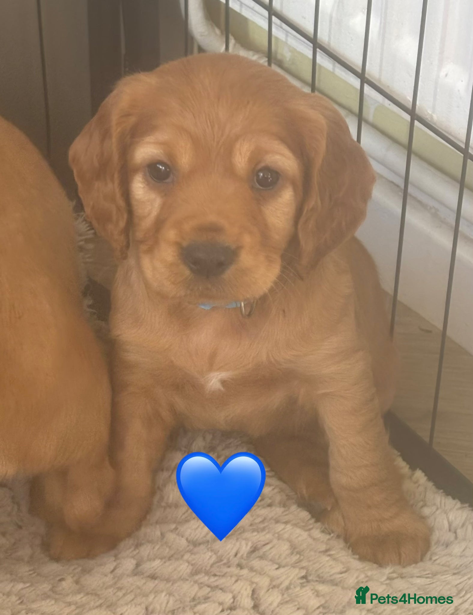 Cocker Spaniel dogs Beautiful KC Reg. Working Cocker Spaniels  - Advert 15