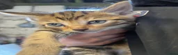 Mixed Breed cats for sale: Farm kittens - Advert 12