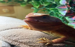 Bearded Dragon reptiles for sale: Red Bearded dragon and setup - Image 1