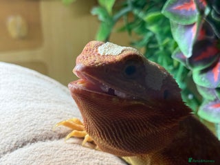 Bearded Dragon reptiles - Advert 10