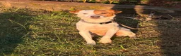 Jack Russell dogs for sale: Jack russell - Advert 1