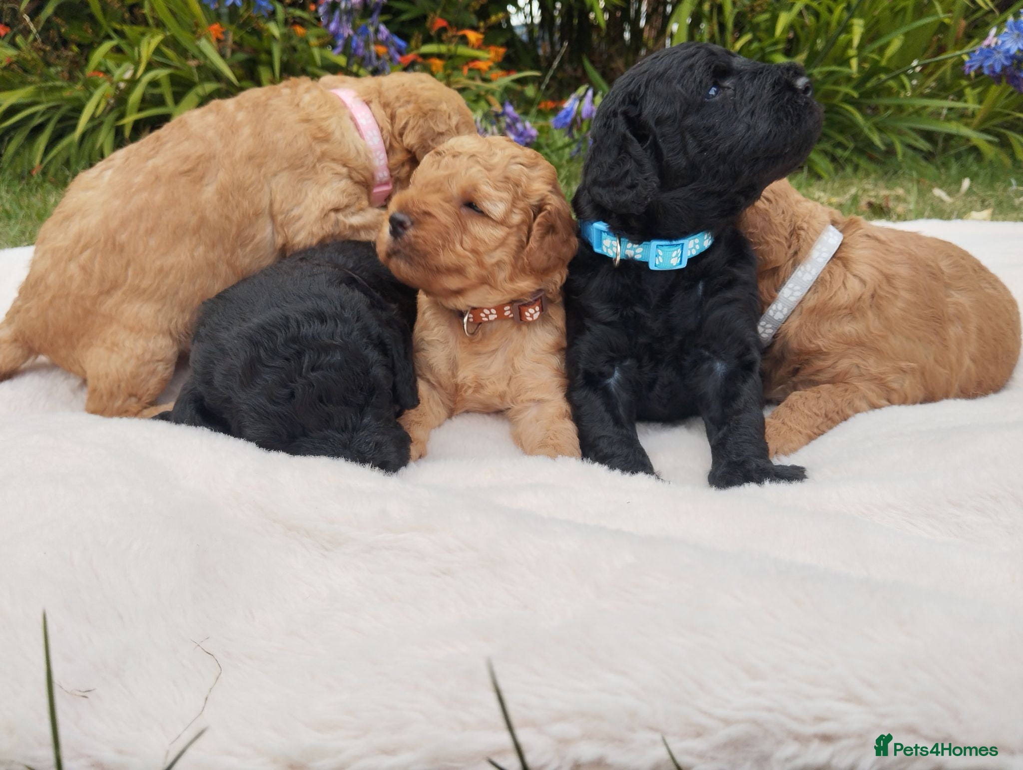 Labradoodle dogs Miniature Labradoodles  - Advert 1