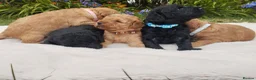 Labradoodle dogs for sale: Miniature Labradoodles  - Advert 1