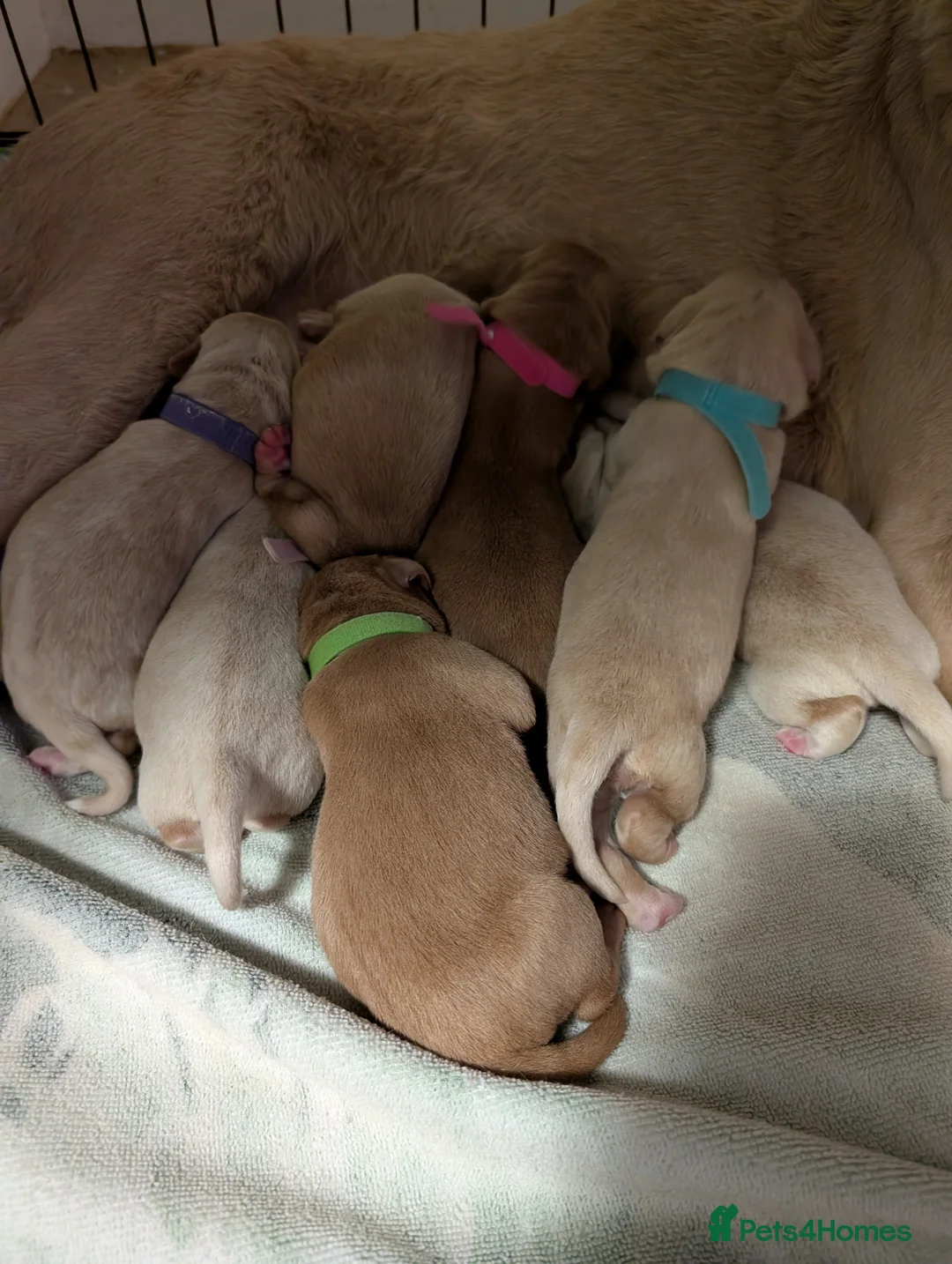 Mixed Breed dogs for sale: Golden doodle x Labrador puppies - Advert 8