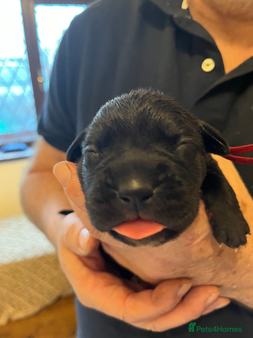 Cane Corso dogs for sale: Cane Corso Puppies  - Advert 2