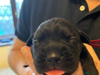 Cane Corso dogs Cane Corso Puppies - Advert 18