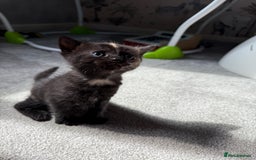 RagaMuffin cats for sale: Ragamuffin kittens  - Image 16