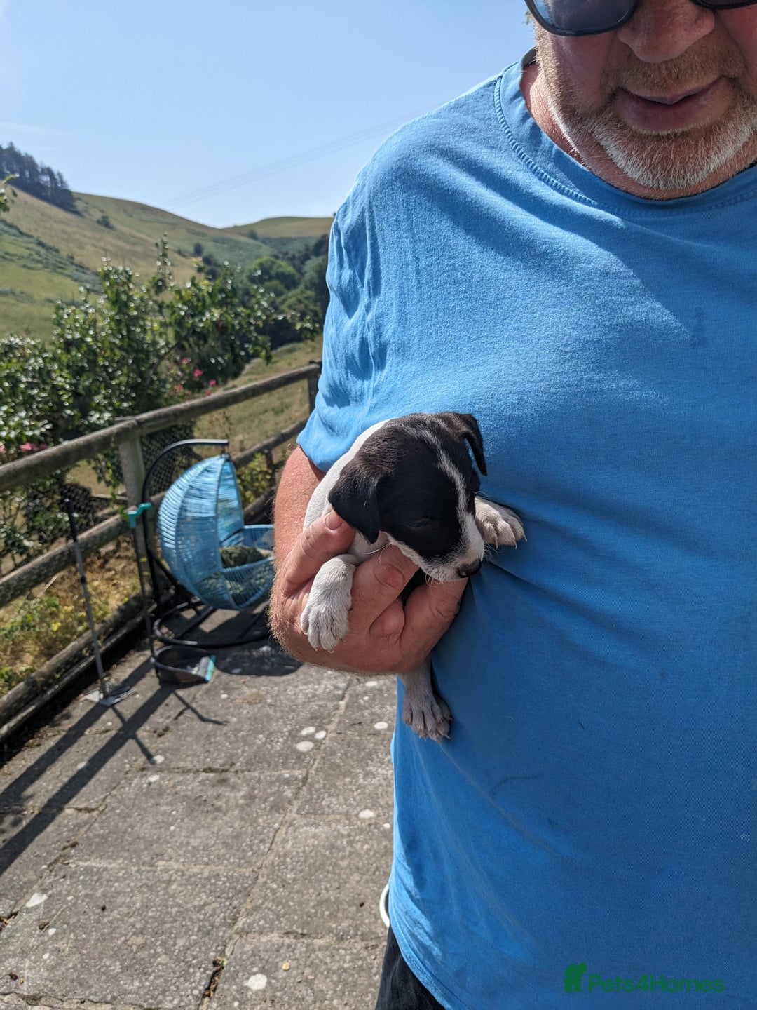 Jack Russell dogs for sale: Miniature Jack Russell's - Image 7