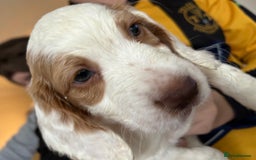 Cocker Spaniel dogs for stud: Cocker Spaniel for stud  in Newbury - Image 7