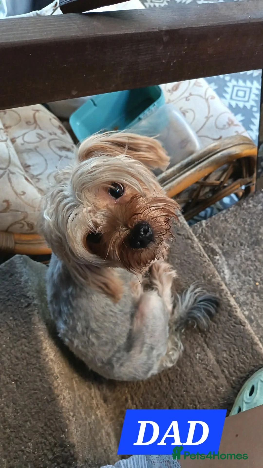 Mixed Breed dogs for sale: Yorkshire Terrier x Pomeranian puppy - Advert 4