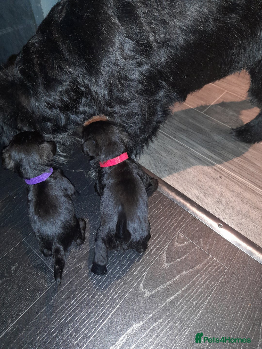 Mixed Breed dogs for sale: Snorkie pups - Advert 6