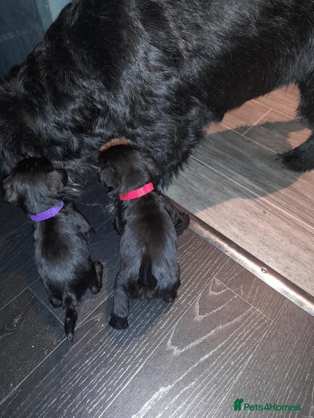 Mixed Breed dogs for sale: Snorkie pups - Advert 6