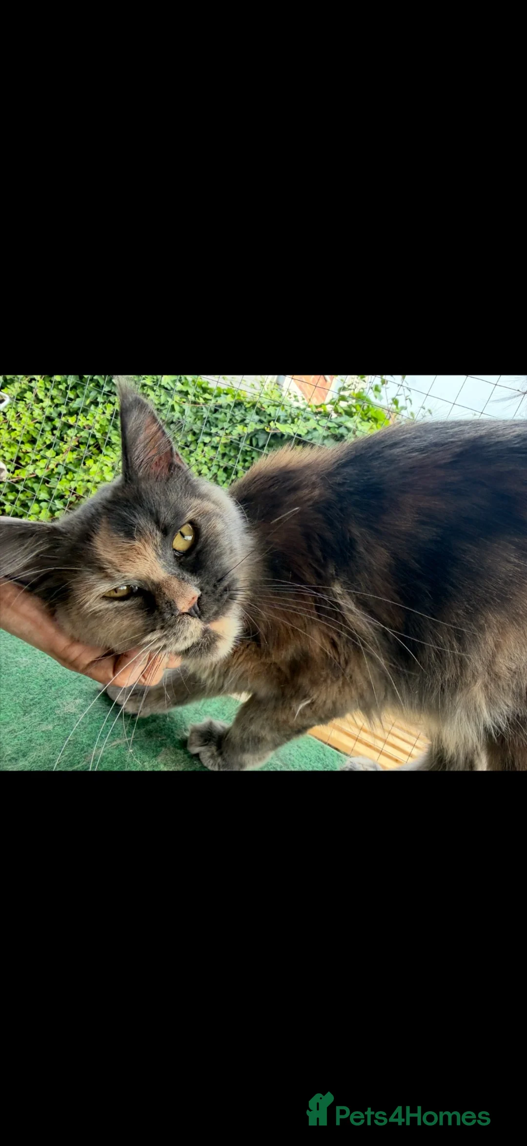 Maine Coon cats for sale: Maine coon female  - Advert 2