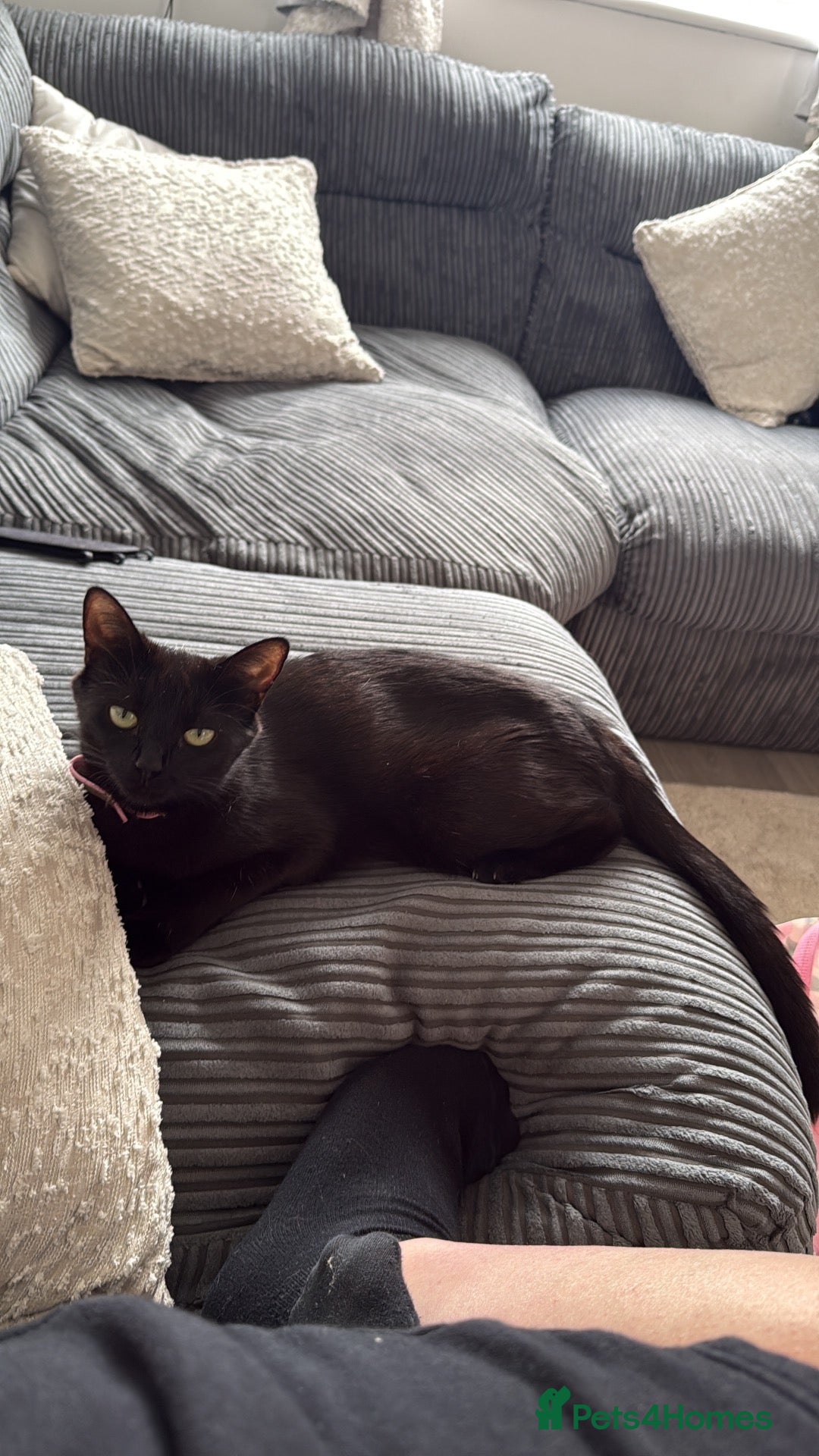 Domestic Shorthair cats Kittens - Advert 1