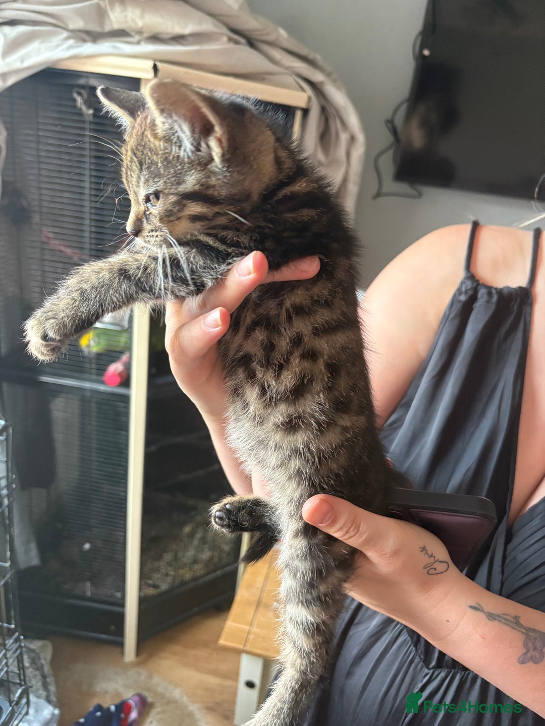 Mixed Breed cats for sale: 6 beautiful kittens ready for a forever home  - Image 7
