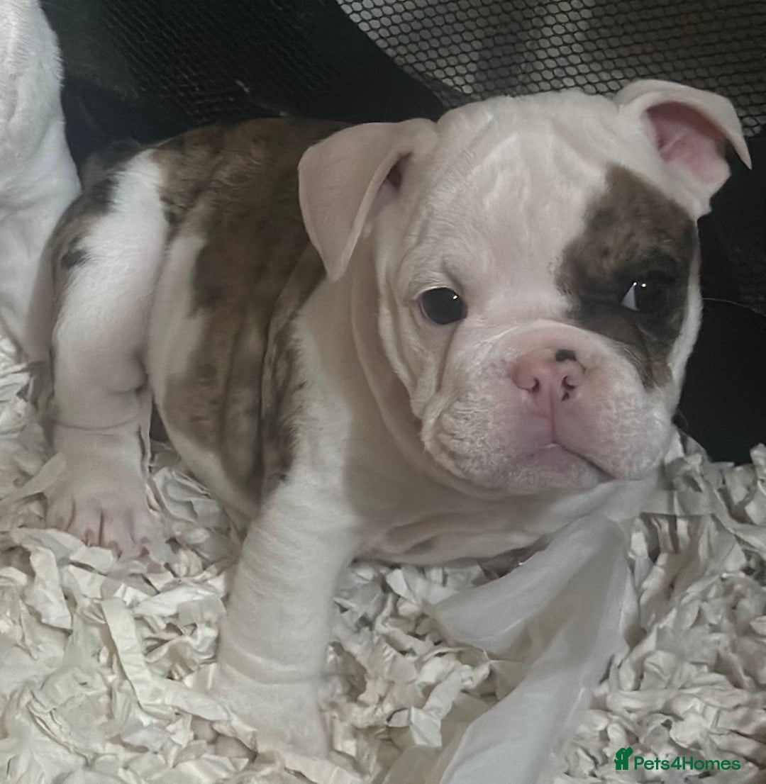 English Bulldog dogs for sale: 🌟Ready Now!🌟 - Advert 17