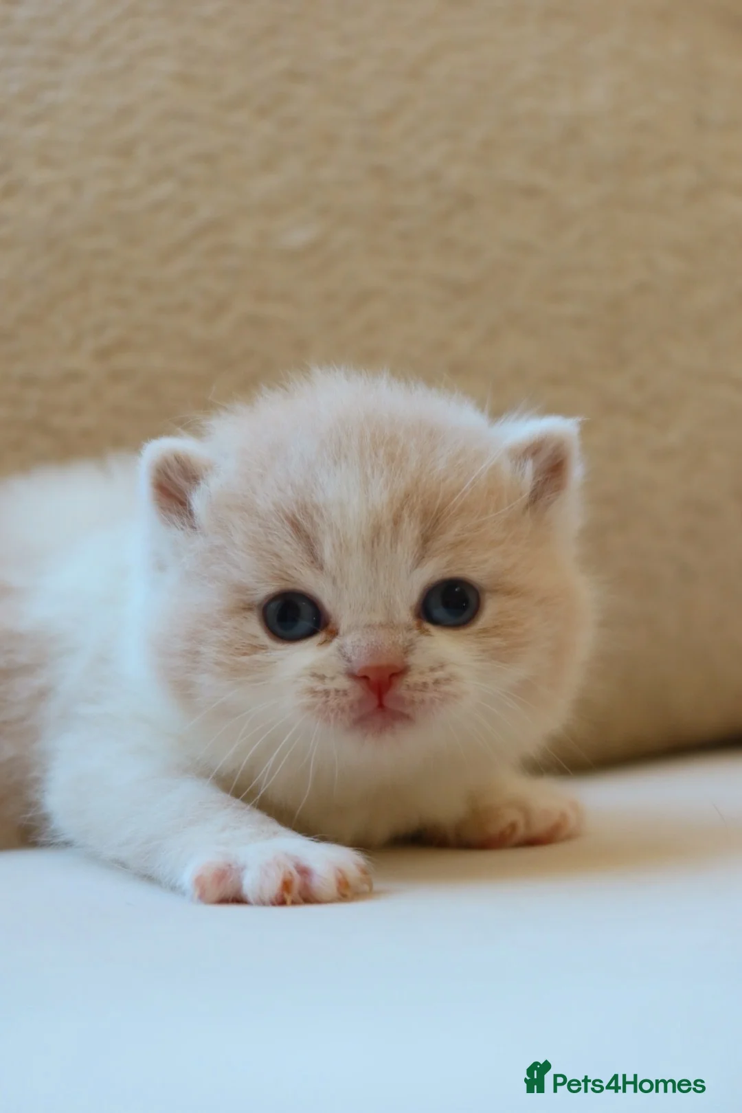 British Shorthair cats for sale: British Shorthair Kittens - Reg & Licensed  - Advert 6