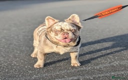 French Bulldog dogs for stud: New shade fluffy merle  in Sheffield - Image 8