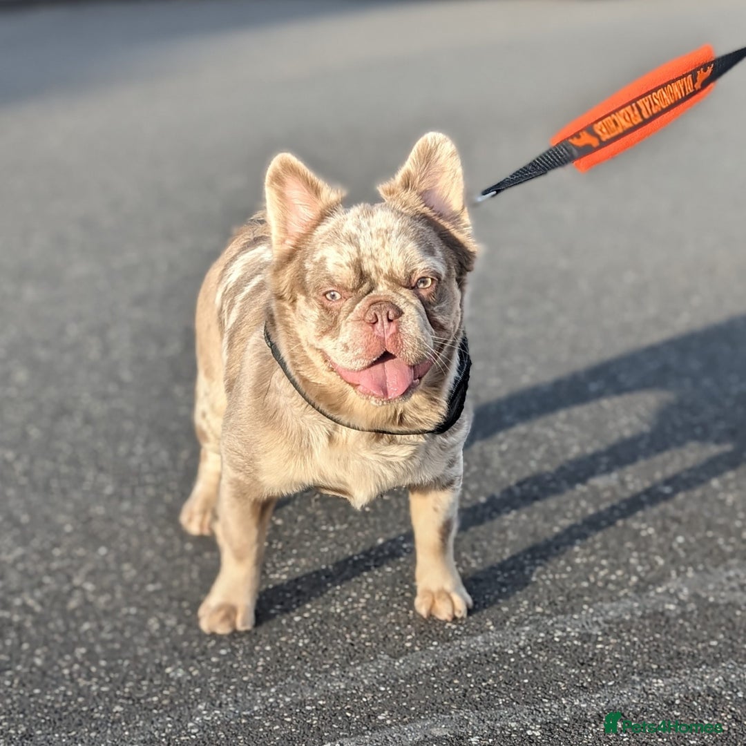 French Bulldog dogs for stud: New shade fluffy merle  in Sheffield - Image 8