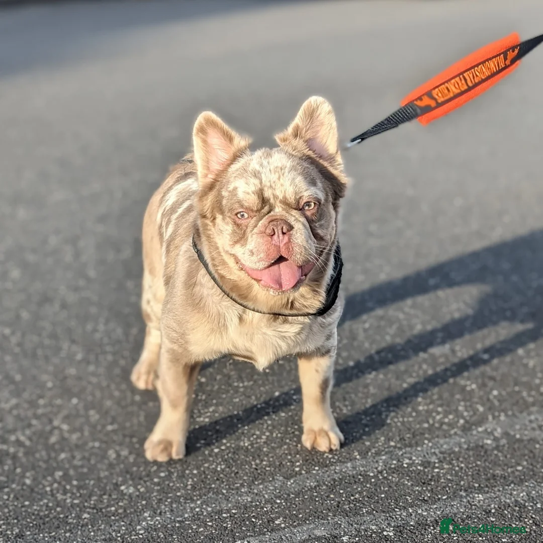 French Bulldog dogs for stud: New shade fluffy merle  in Sheffield - Advert 8