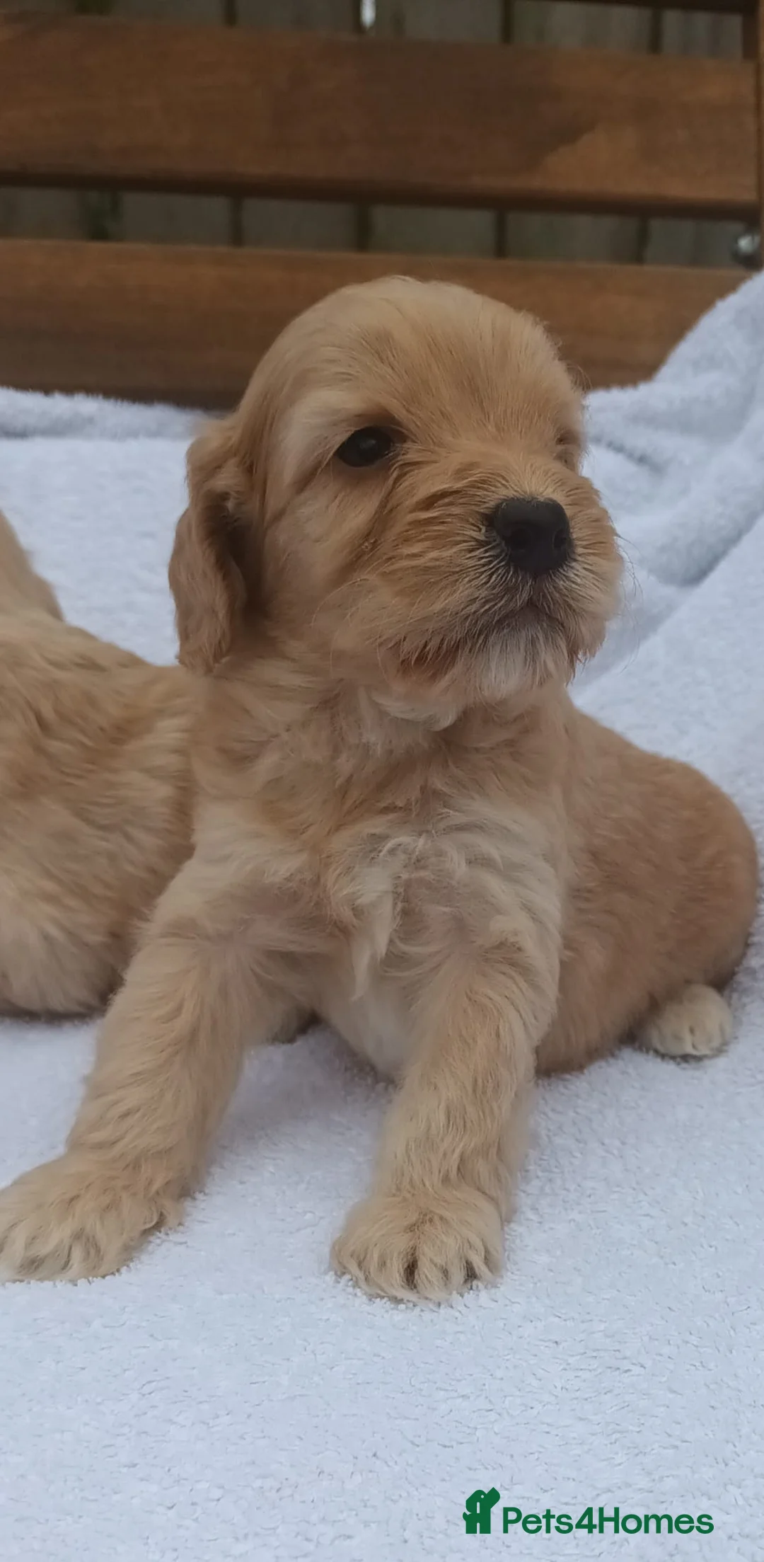 Cockapoo dogs for sale: STUNNING SHOW LINE F1 COCKAPOO PUPPIES FOR SALE in Maybole - Advert 2