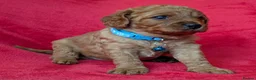 Cavapoo dogs for sale: Adorable Cavapoo Puppies From Licensed Breeder - Advert 8