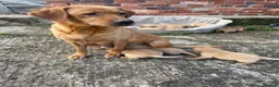 Labrador Retriever dogs for sale: KC registered fox red labradors in Welshpool - Advert 5