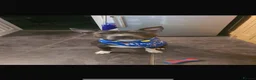 Staffordshire Bull Terrier dogs for stud: 💙Blue Staffordshire Bull Terrier Stud – Reggie 💙 - Advert 6