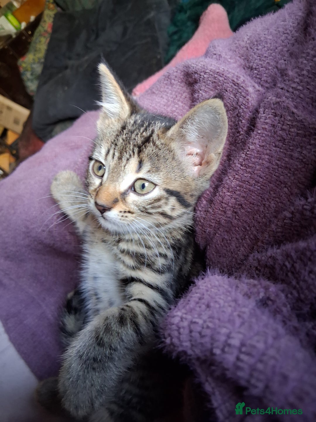 Mixed Breed cats for sale: ⭐️⭐️Stunning Russian Blue X Bengal Kittens ⭐️⭐️⭐️ - Advert 5