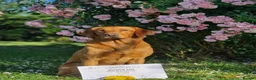 Labrador Retriever dogs for sale: Health Tested KC FoxRed Working Labrador Puppies  - Advert 17