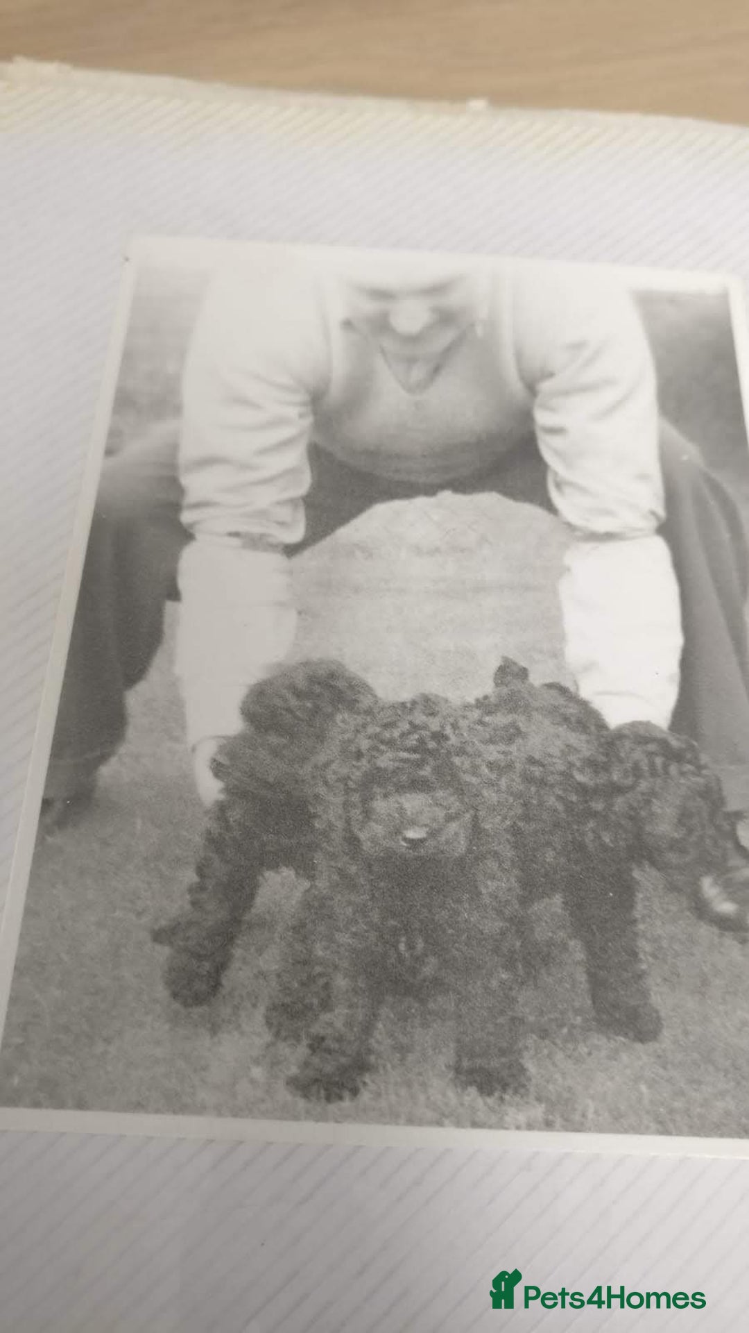 Miniature Poodle dogs for sale: Stunning Red KC Miniature Poodles-Champion Lines - Advert 7