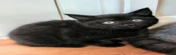 Mixed Breed cats for sale: Mix breed kittens  - Advert 5