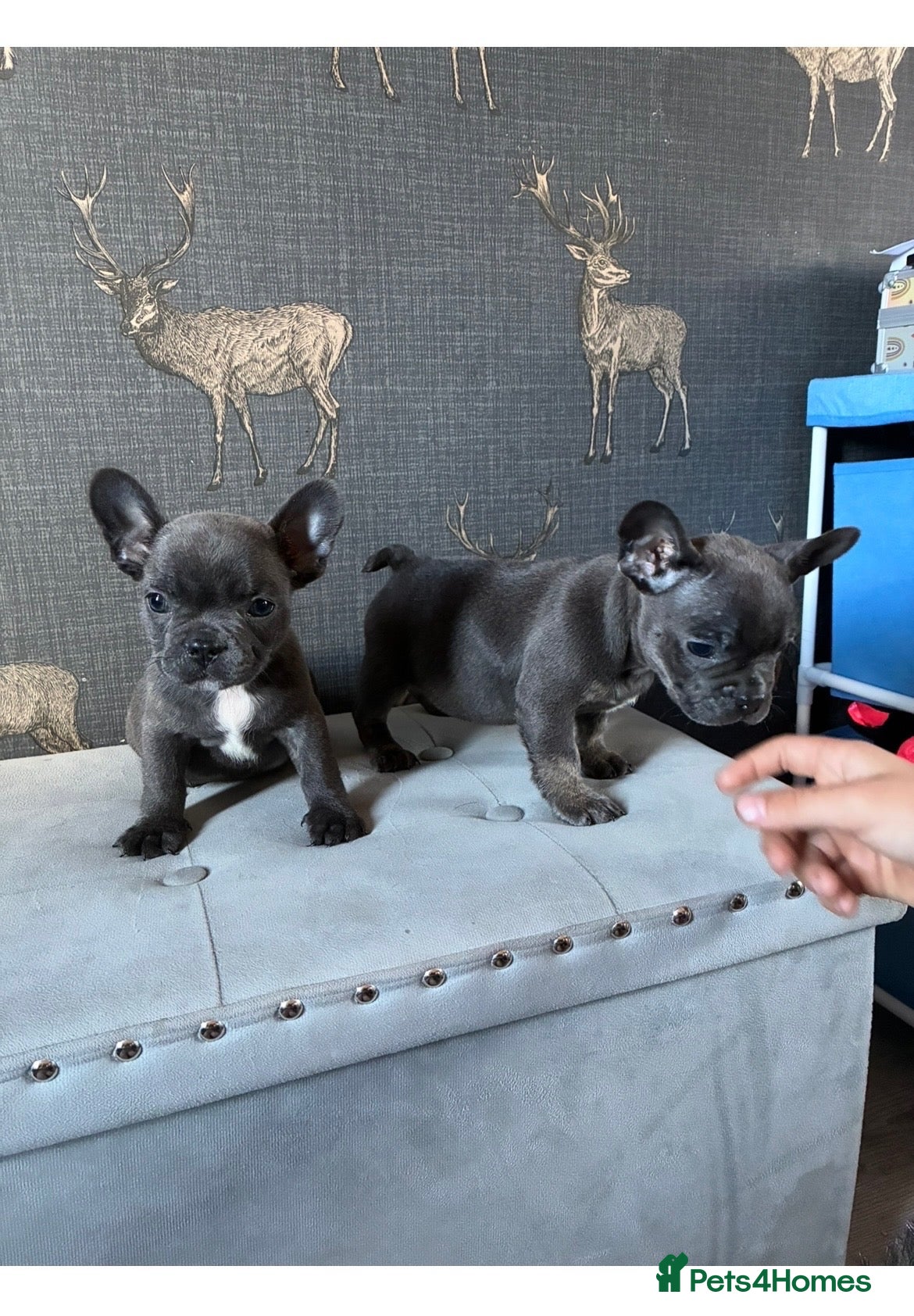French Bulldog dogs for sale: 2 blue frenchies ready for their forever homes  - Advert 20